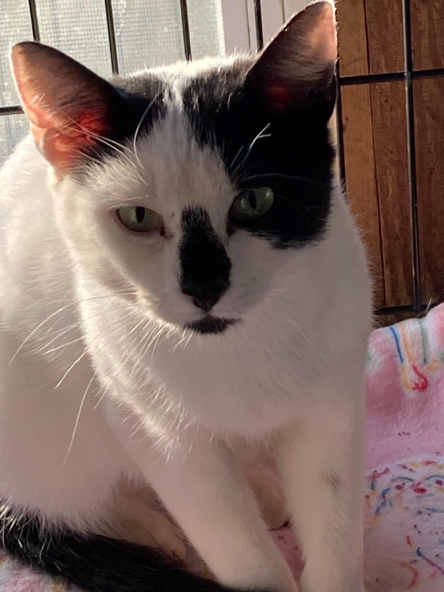 Enlarge Harper, a Adoptable Domestic Short Hair in Coatesville, PA image 3/3