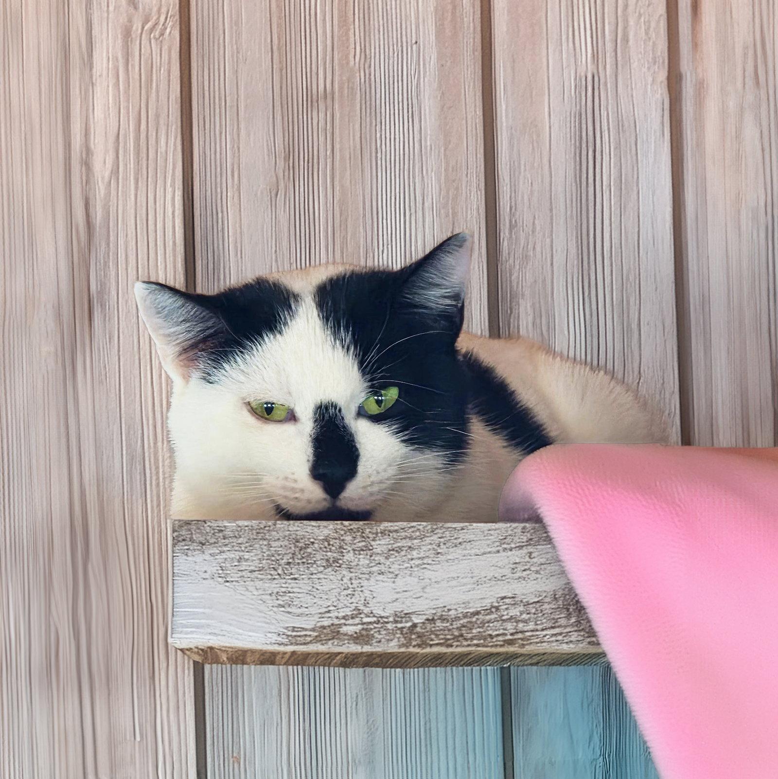 Harper, a Adoptable Domestic Short Hair in Coatesville, PA image 3/3