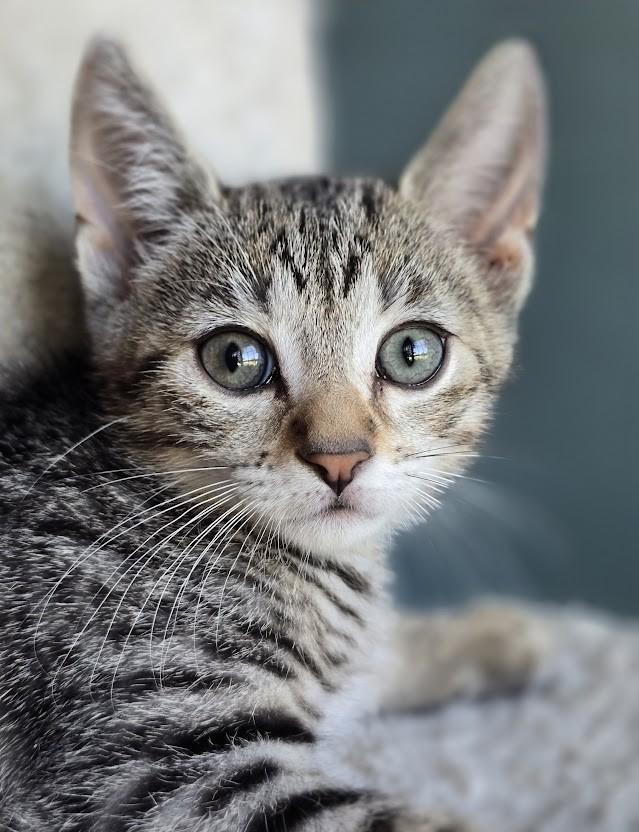 Sammy, a ADOPTABLE Domestic Short Hair in Wilmington, NC image 1/2