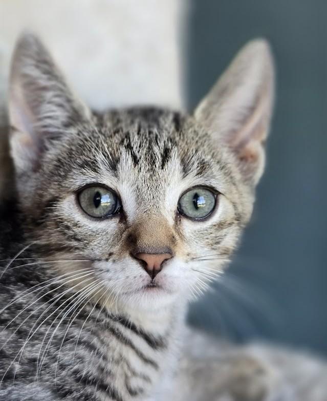 Sammy, a ADOPTABLE Domestic Short Hair in Wilmington, NC image 2/2