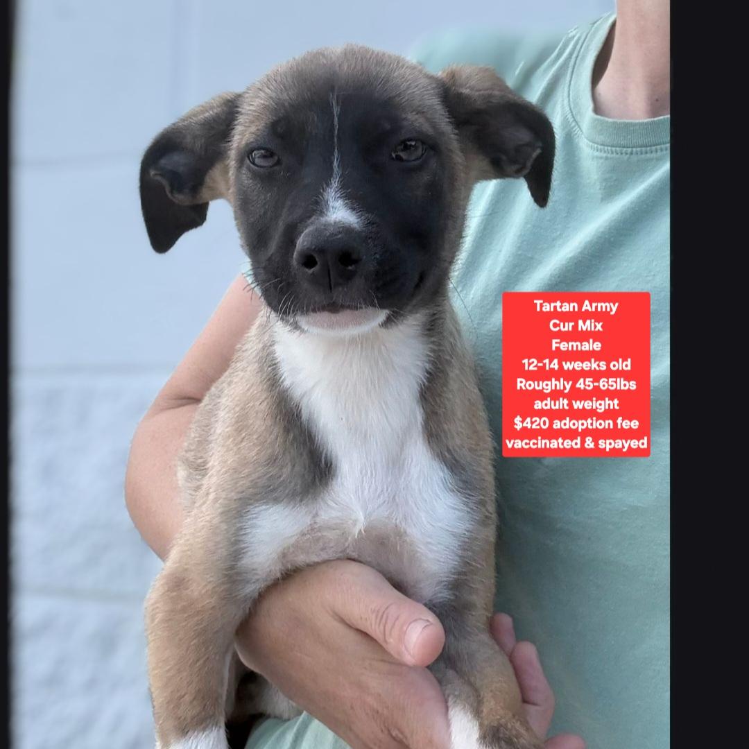 Tartan Army, adopted, Puppy Female Black Mouth Cur.