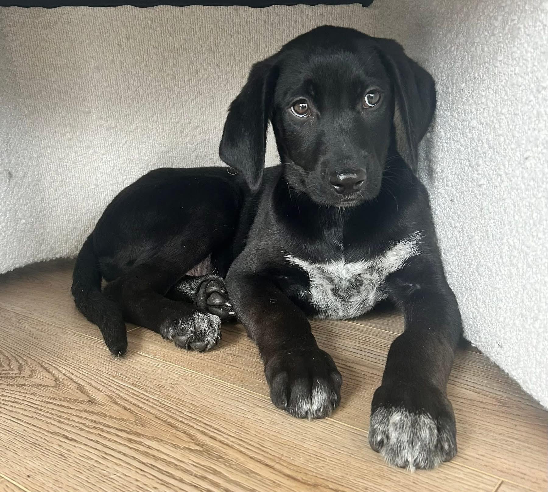 Dustin , adopted, Puppy Male German Shepherd Dog & Labrador Retriever.