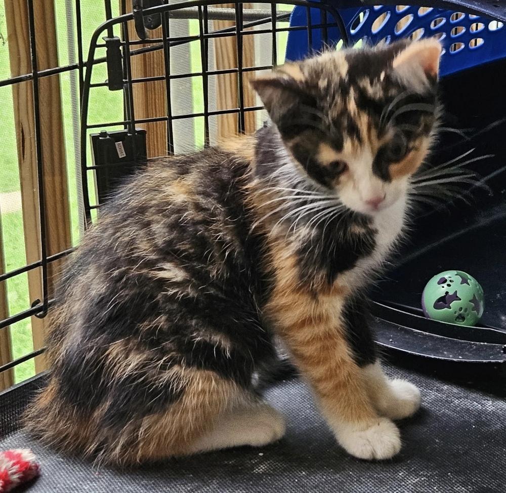 Callie, Adoptable, Kitten Female Domestic Short Hair & Calico.