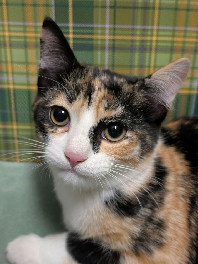 Callie, a Adoptable mixed breed in Greensboro, NC image 2/3