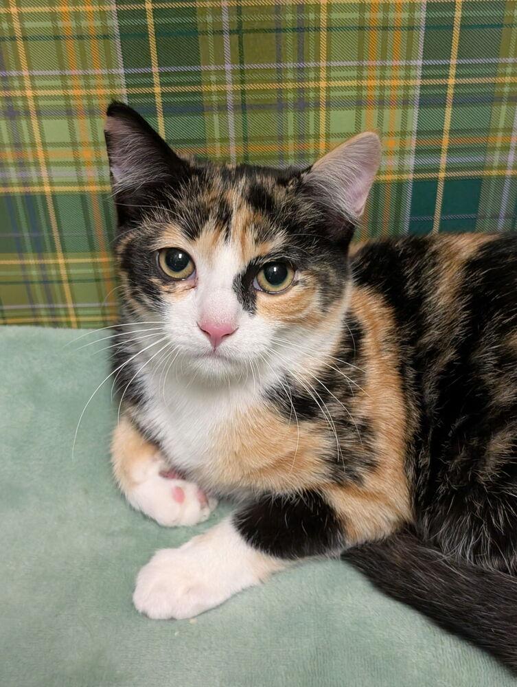 Callie, a Adoptable mixed breed in Greensboro, NC image 3/3