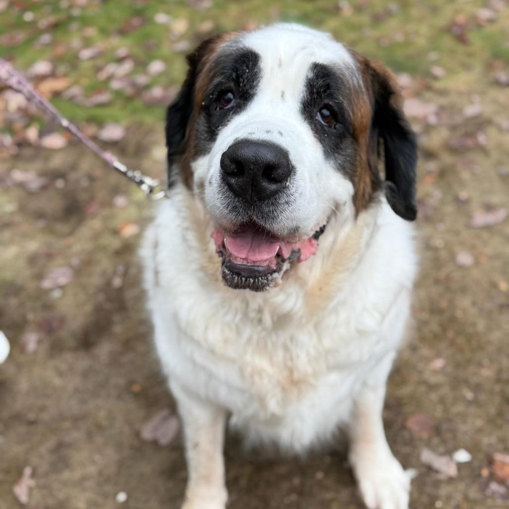 Enlarge Daisy, a Adoptable Saint Bernard in Oxford, ME image 1/4