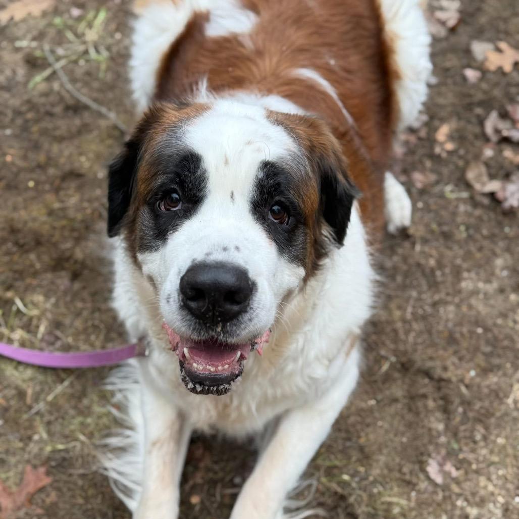 Enlarge Daisy, a Adoptable Saint Bernard in Oxford, ME image 2/4