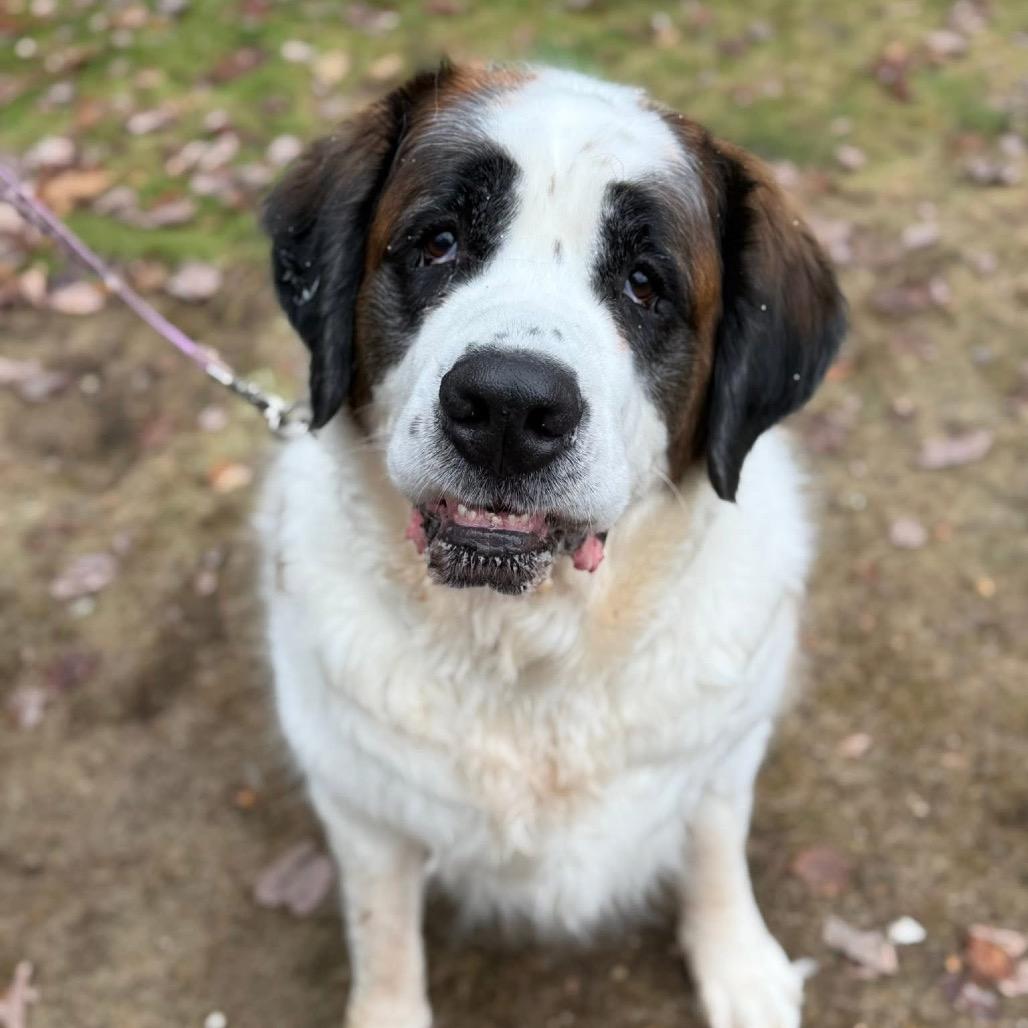 Enlarge Daisy, a Adoptable Saint Bernard in Oxford, ME image 3/4