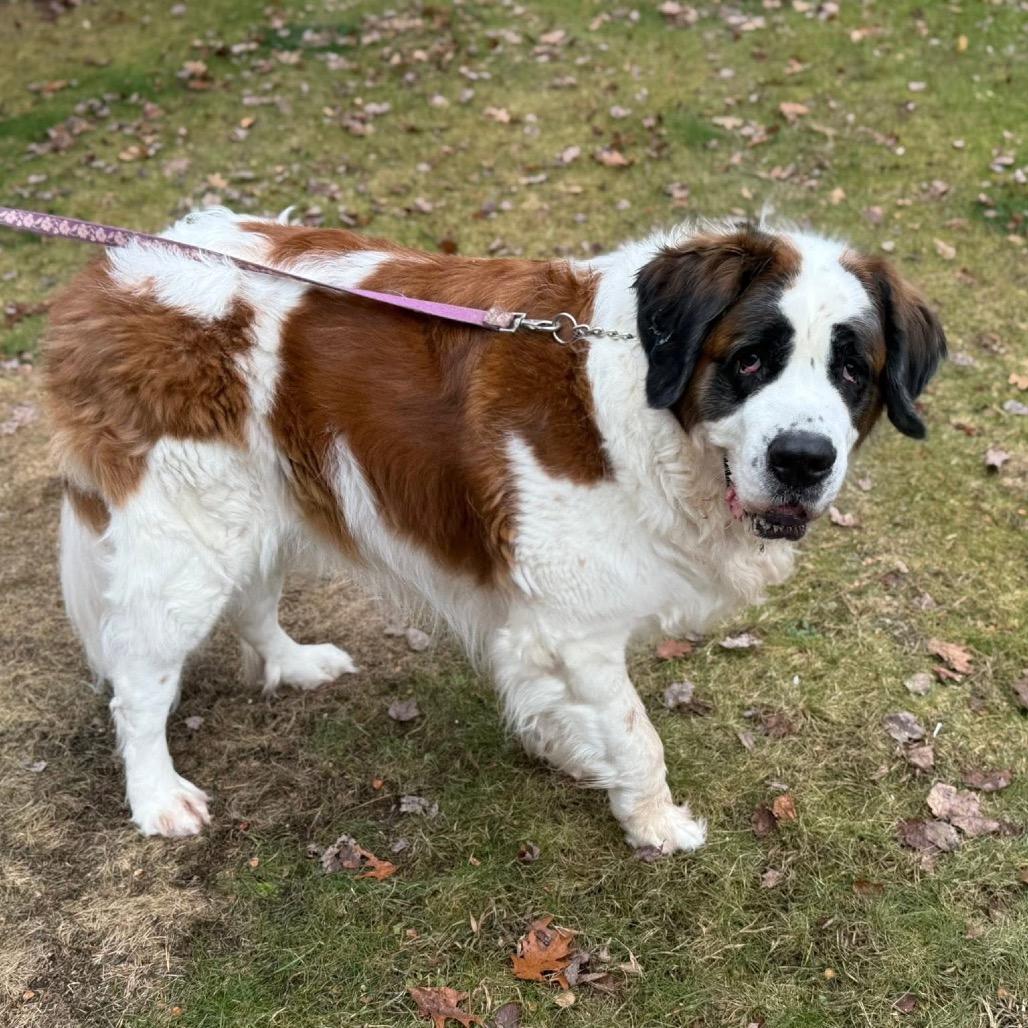 Enlarge Daisy, a Adoptable Saint Bernard in Oxford, ME image 4/4