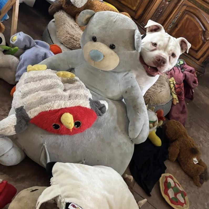 Fillmore, Adoptable, Senior Male Pit Bull Terrier.