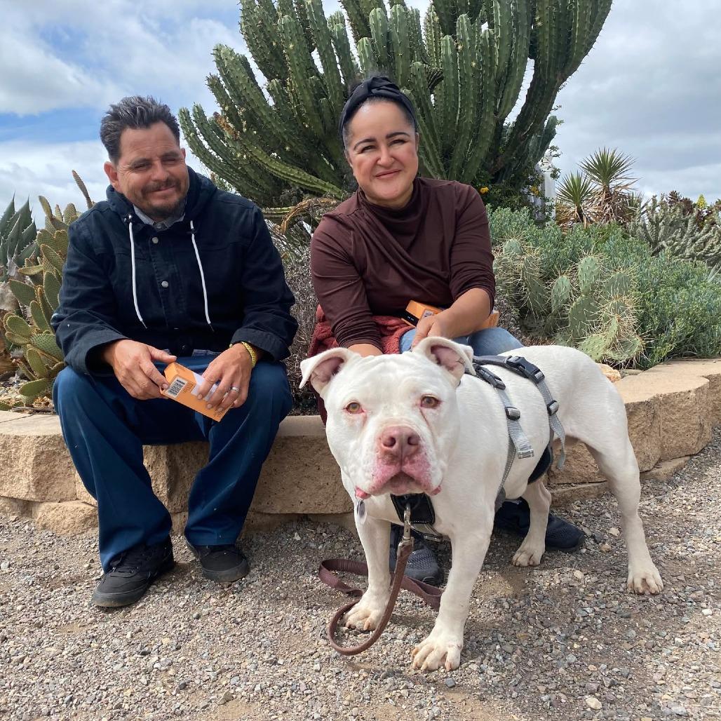 Enlarge Fillmore, a Adoptable Pit Bull Terrier in Ramona, CA image 2/6