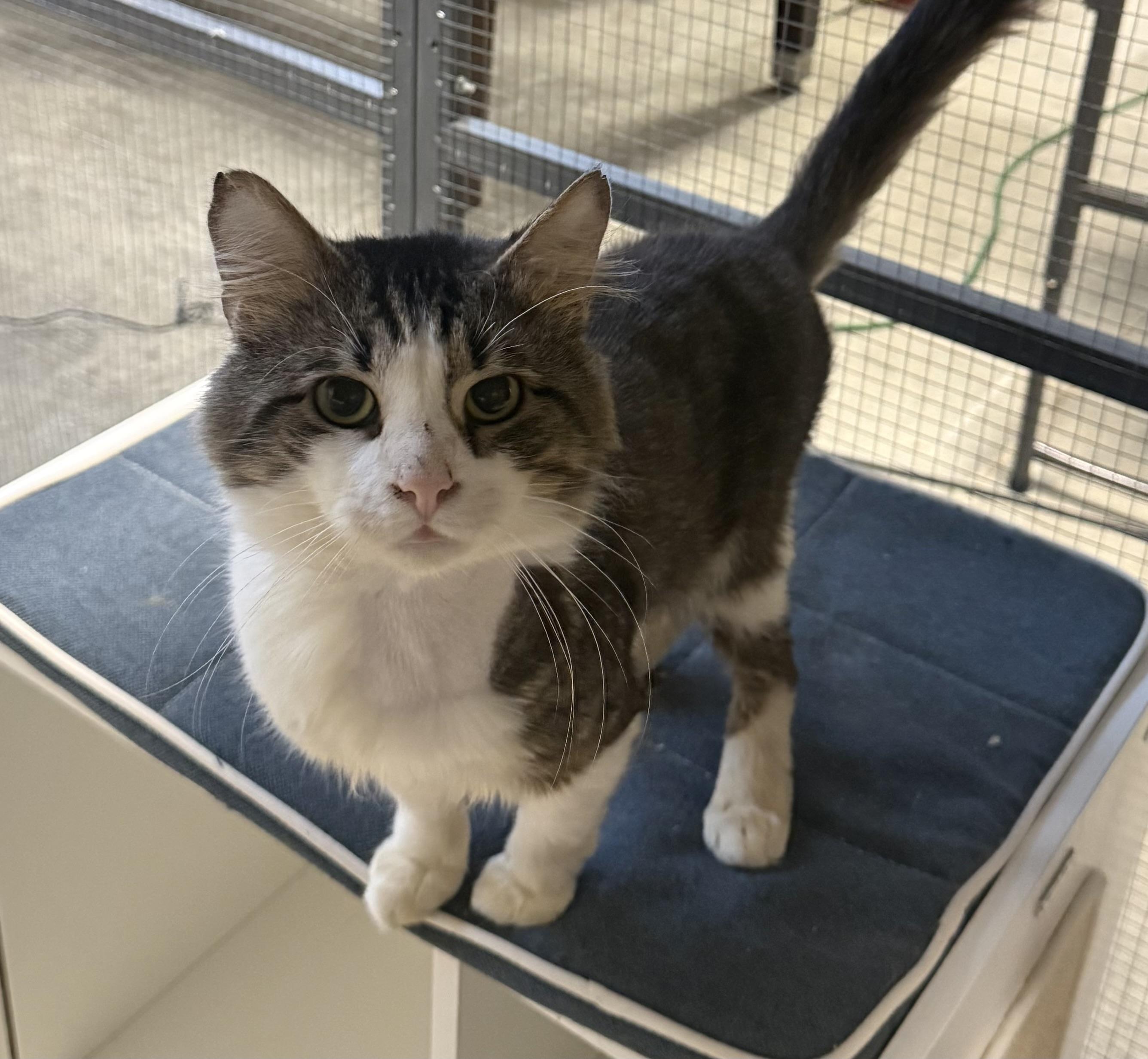 Paxton, adopted, Adult Male Domestic Short Hair.