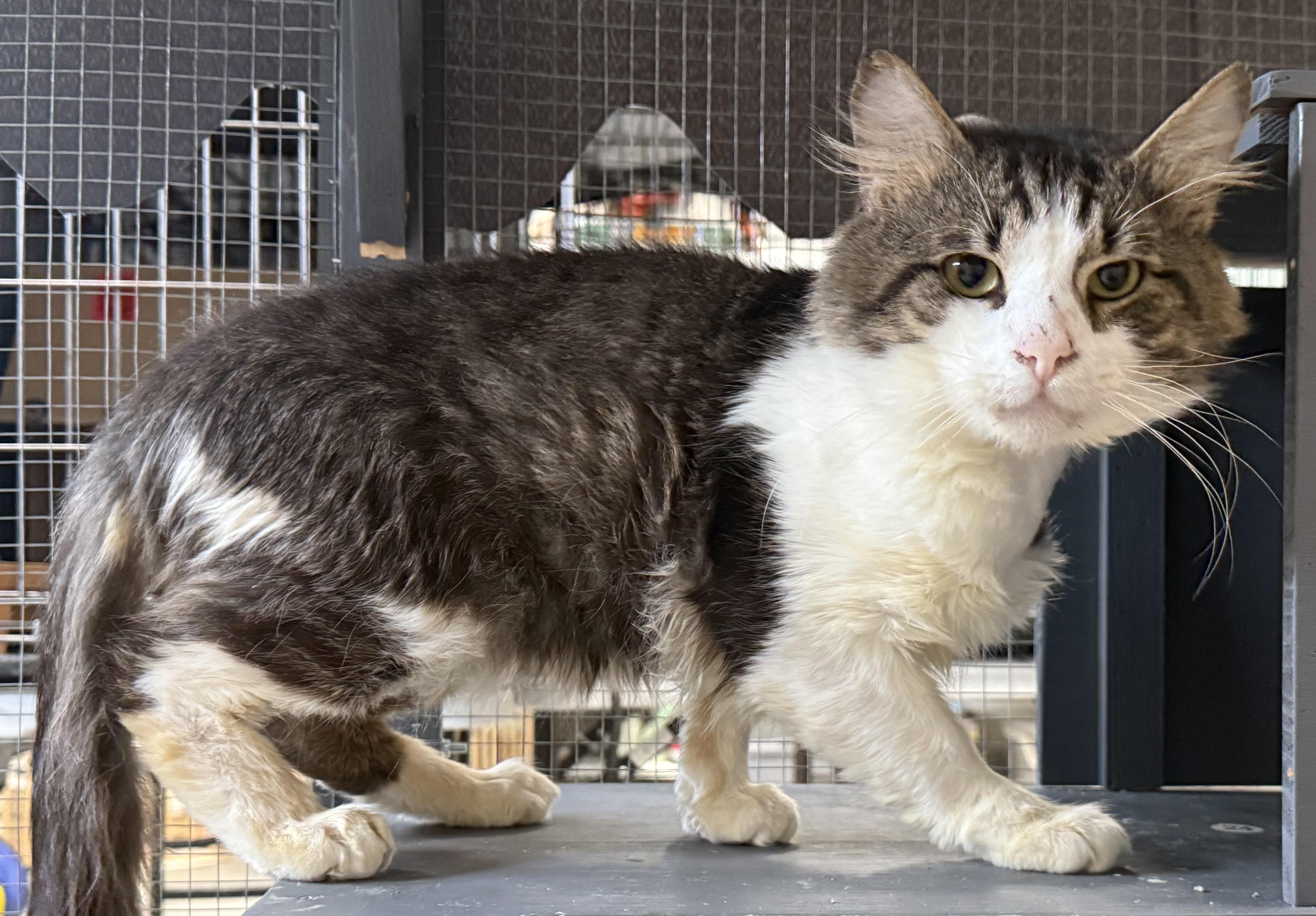 Enlarge Paxton, an adopted Domestic Short Hair in CANONSBURG, PA image 5/5