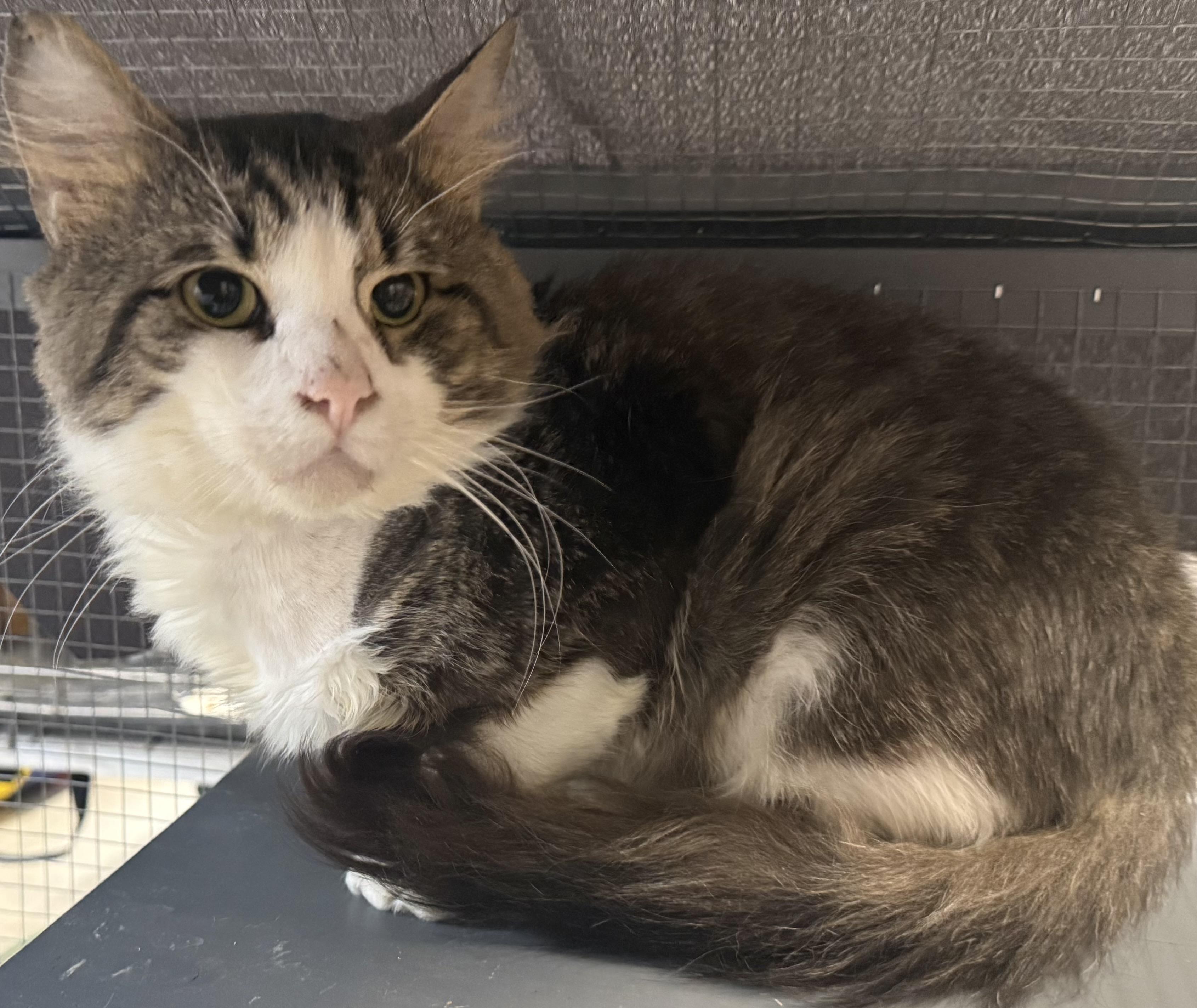 Enlarge Paxton, an adopted Domestic Short Hair in CANONSBURG, PA image 3/5