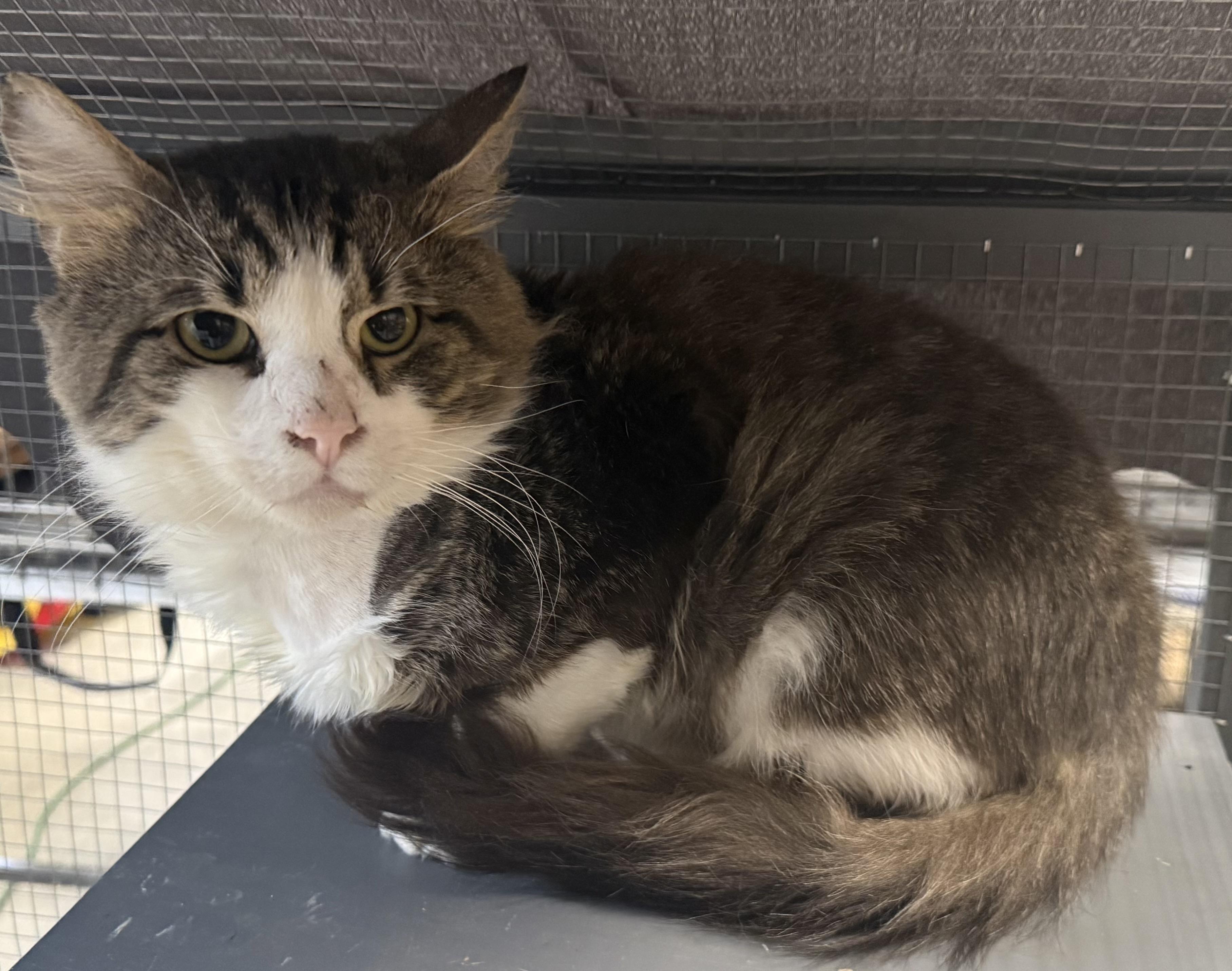 Enlarge Paxton, an adopted Domestic Short Hair in CANONSBURG, PA image 4/5