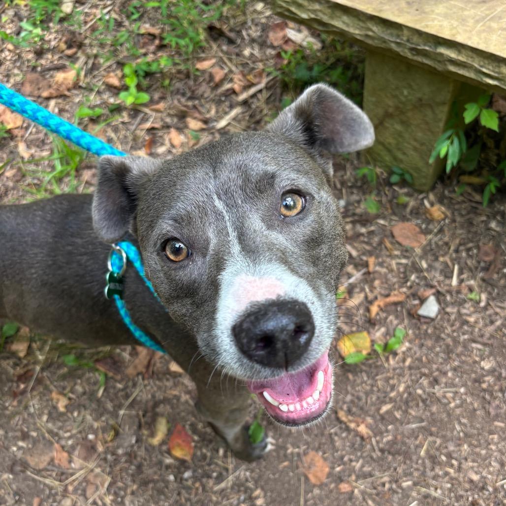 Misty, Adoptable, Young Female Terrier.