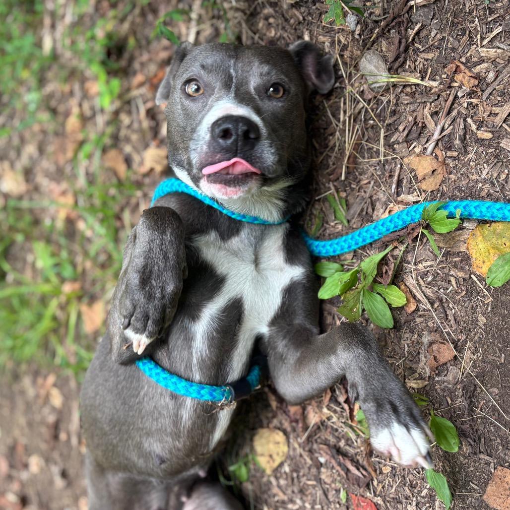 Enlarge Misty, a Adoptable Terrier in Chattanooga, TN image 2/3