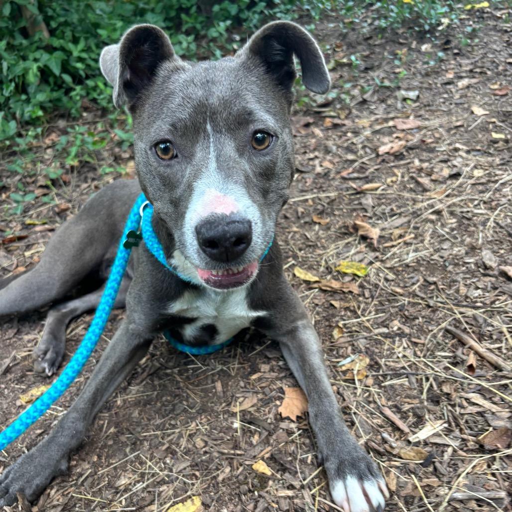 Enlarge Misty, a Adoptable Terrier in Chattanooga, TN image 3/3