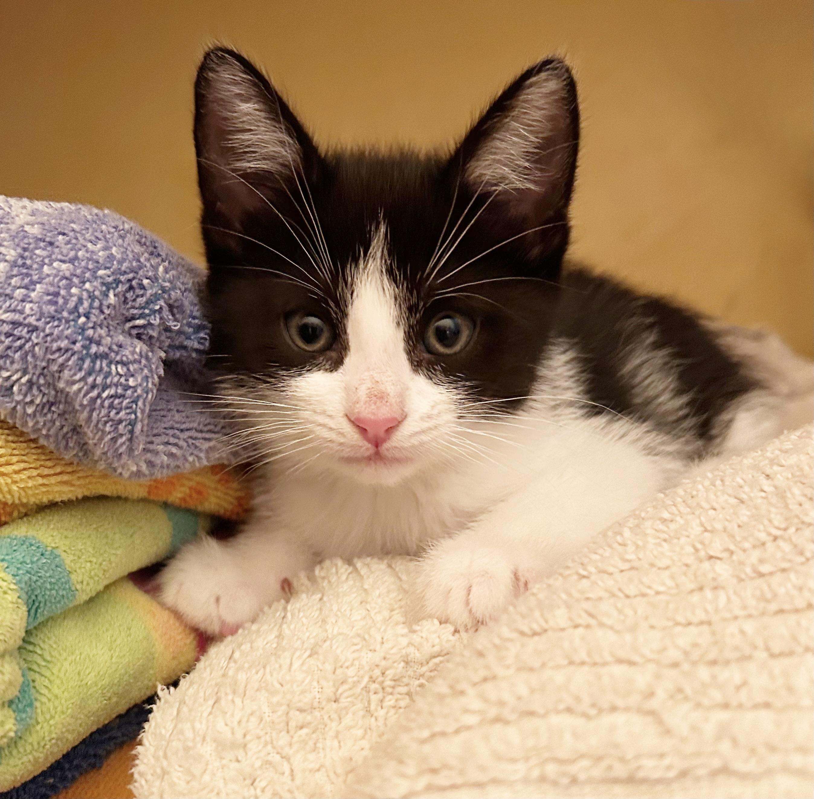 Jude, an adoptable Domestic Short Hair in Durango, CO, 81302 | Photo Image 2