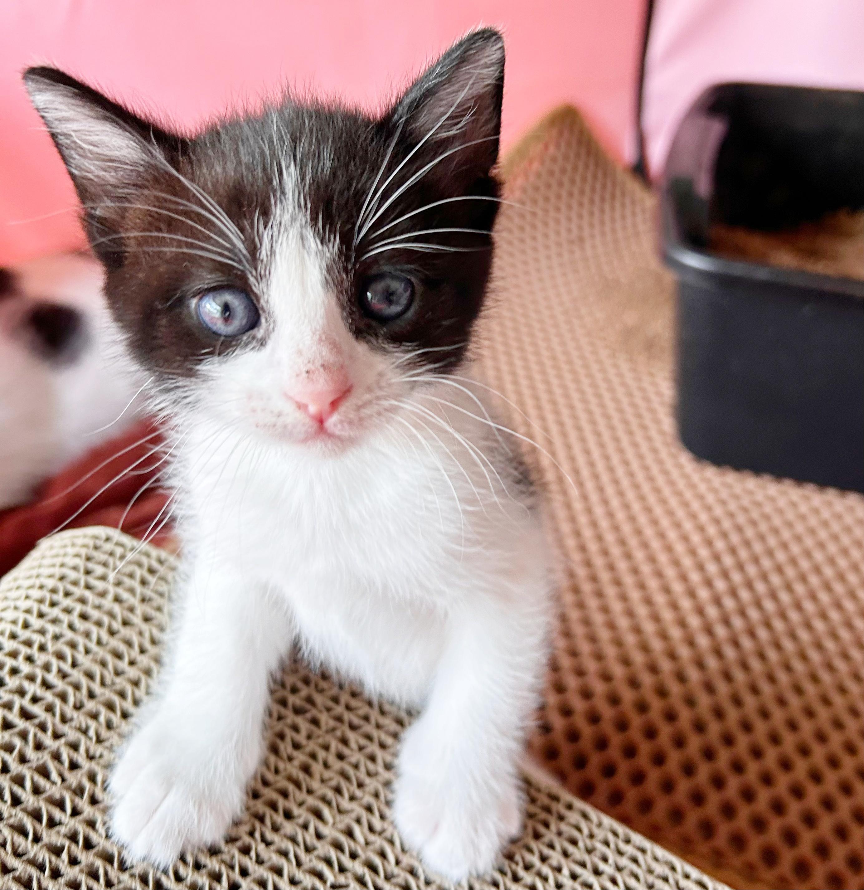 Jude, an adoptable Domestic Short Hair in Durango, CO, 81302 | Photo Image 1