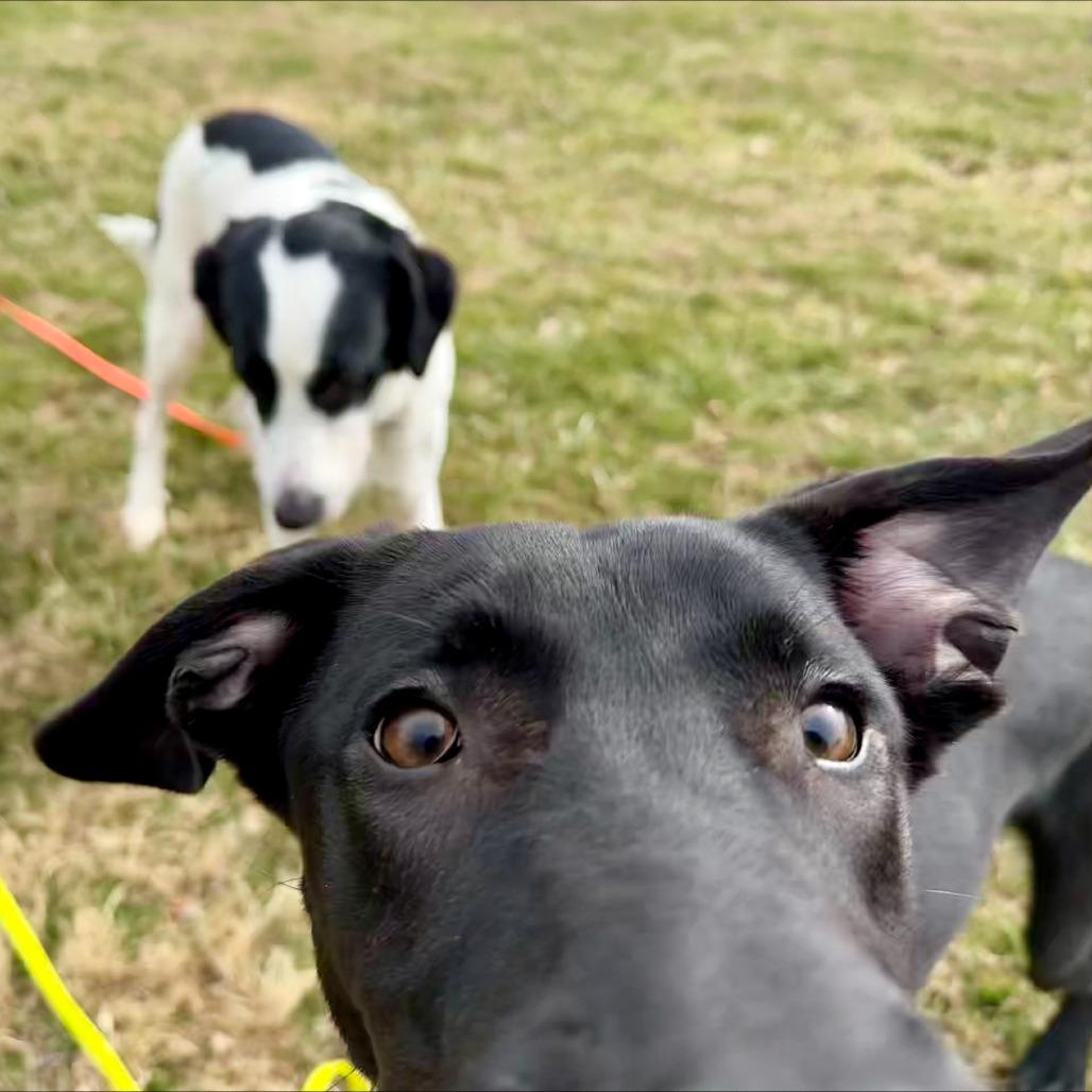Benji, Adoptable, Young Male Mixed Breed.