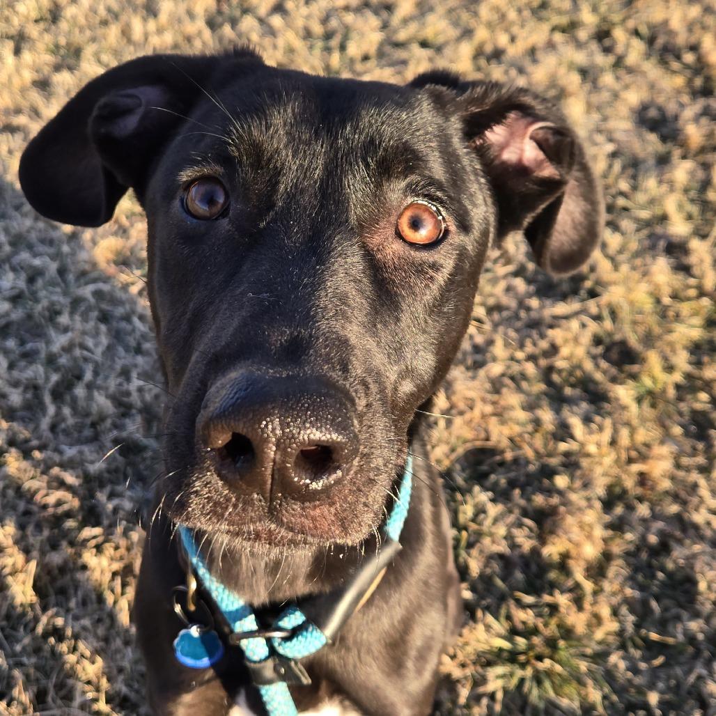 Enlarge Benji, a Adoptable Mixed Breed in Hendersonville, NC image 3/6