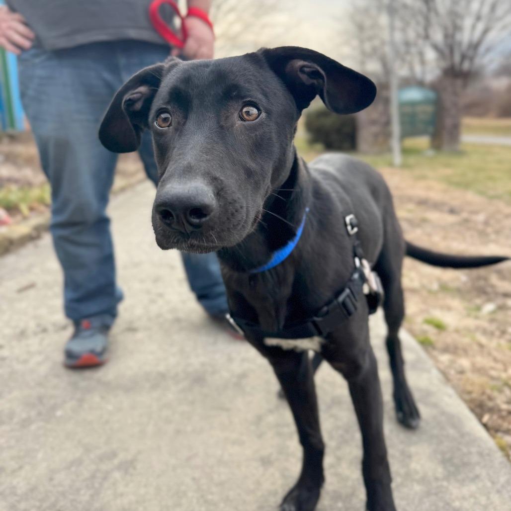 Enlarge Benji, a Adoptable Mixed Breed in Hendersonville, NC image 4/6