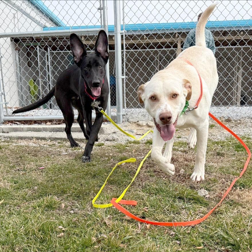 Enlarge Benji, a Adoptable Mixed Breed in Hendersonville, NC image 6/6