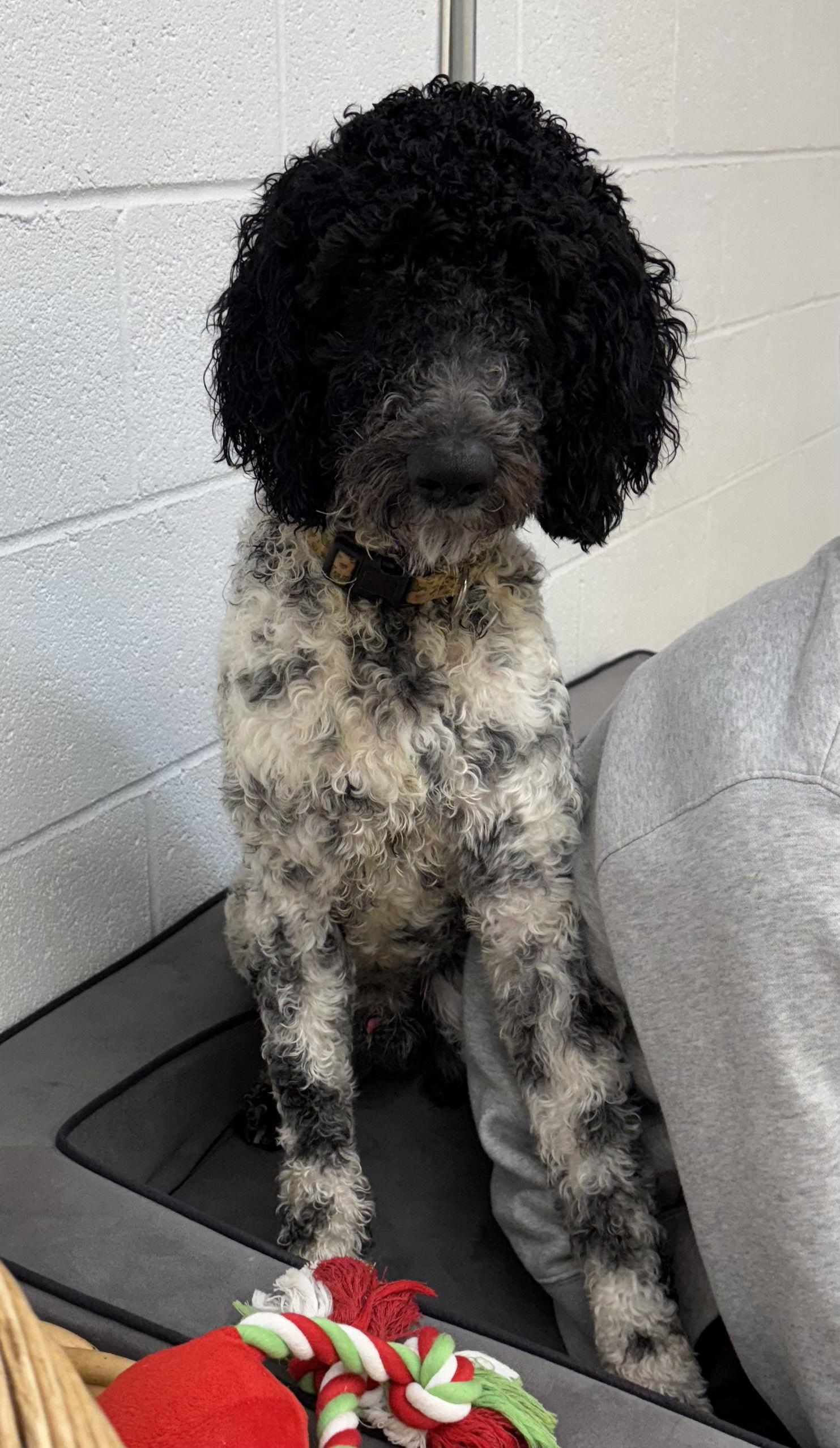Snoopy, Adoptable, Young Male Standard Poodle.