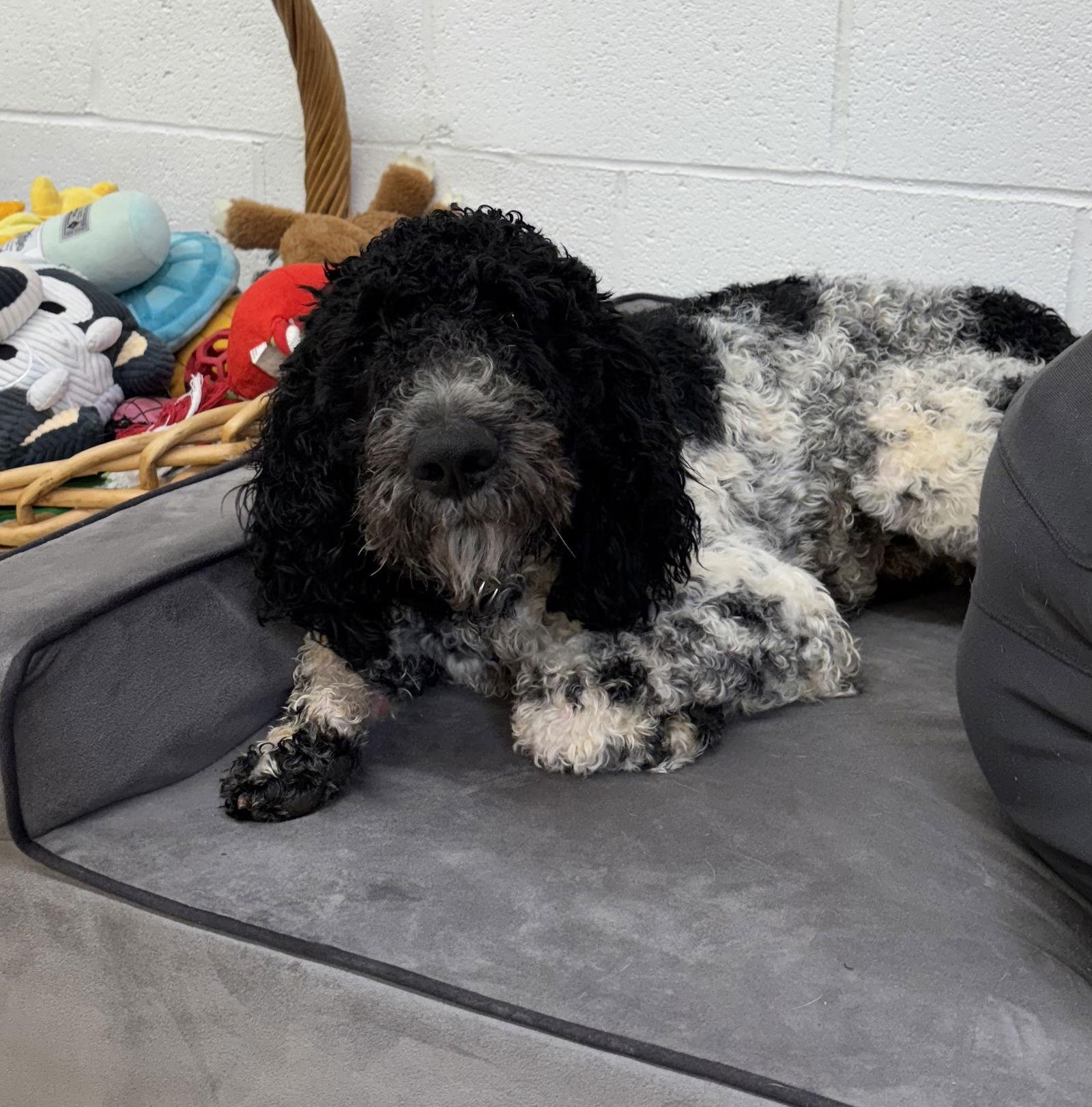 Snoopy, a Adoptable Standard Poodle in York, SC image 2/3