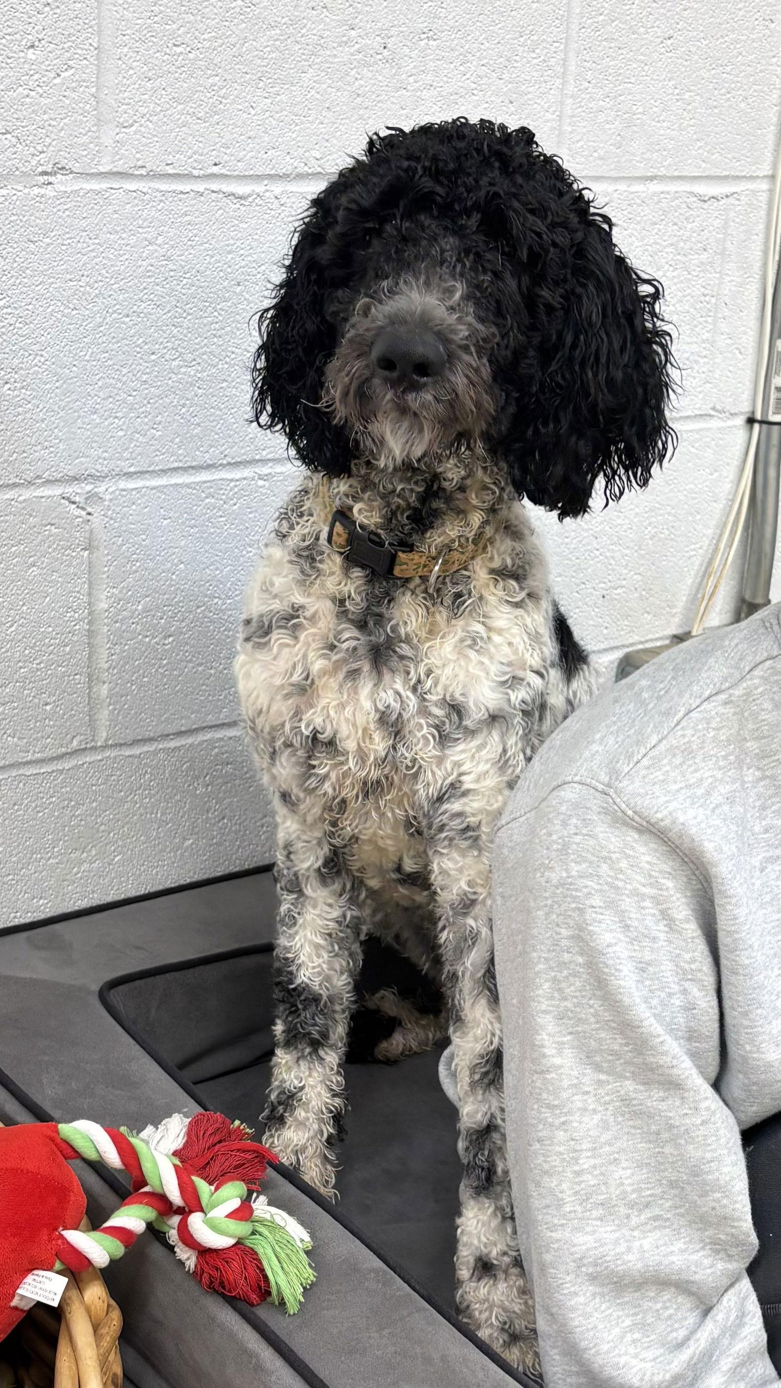 Snoopy, a Adoptable Standard Poodle in York, SC image 3/3