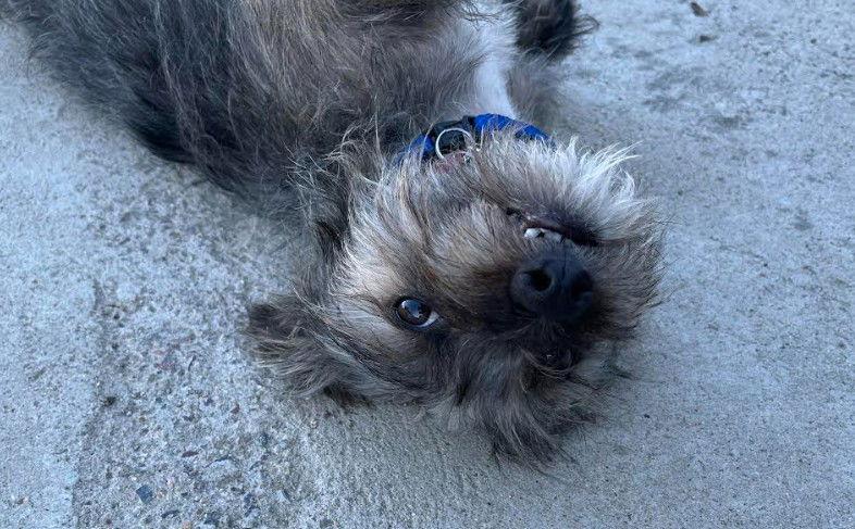 Dale, Adopted, Young Male Terrier.