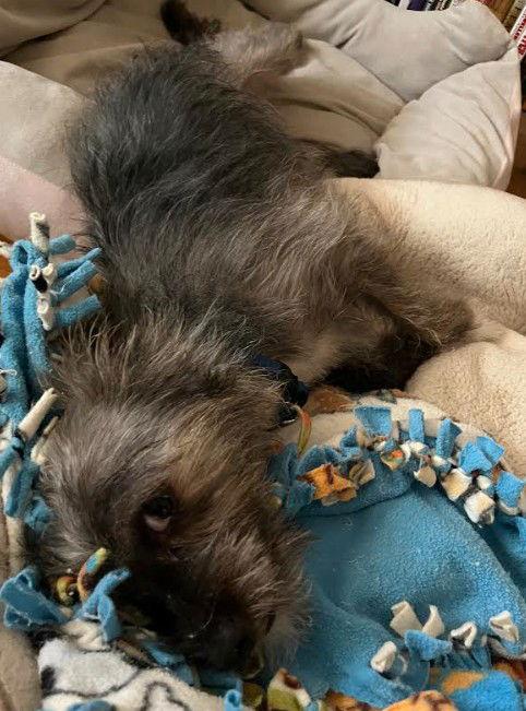 Enlarge Dale, a Adopted Terrier in San Diego, CA image 2/3