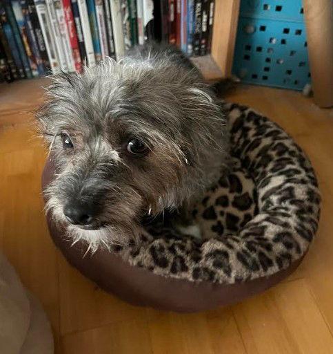 Enlarge Dale, a Adopted Terrier in San Diego, CA image 3/3