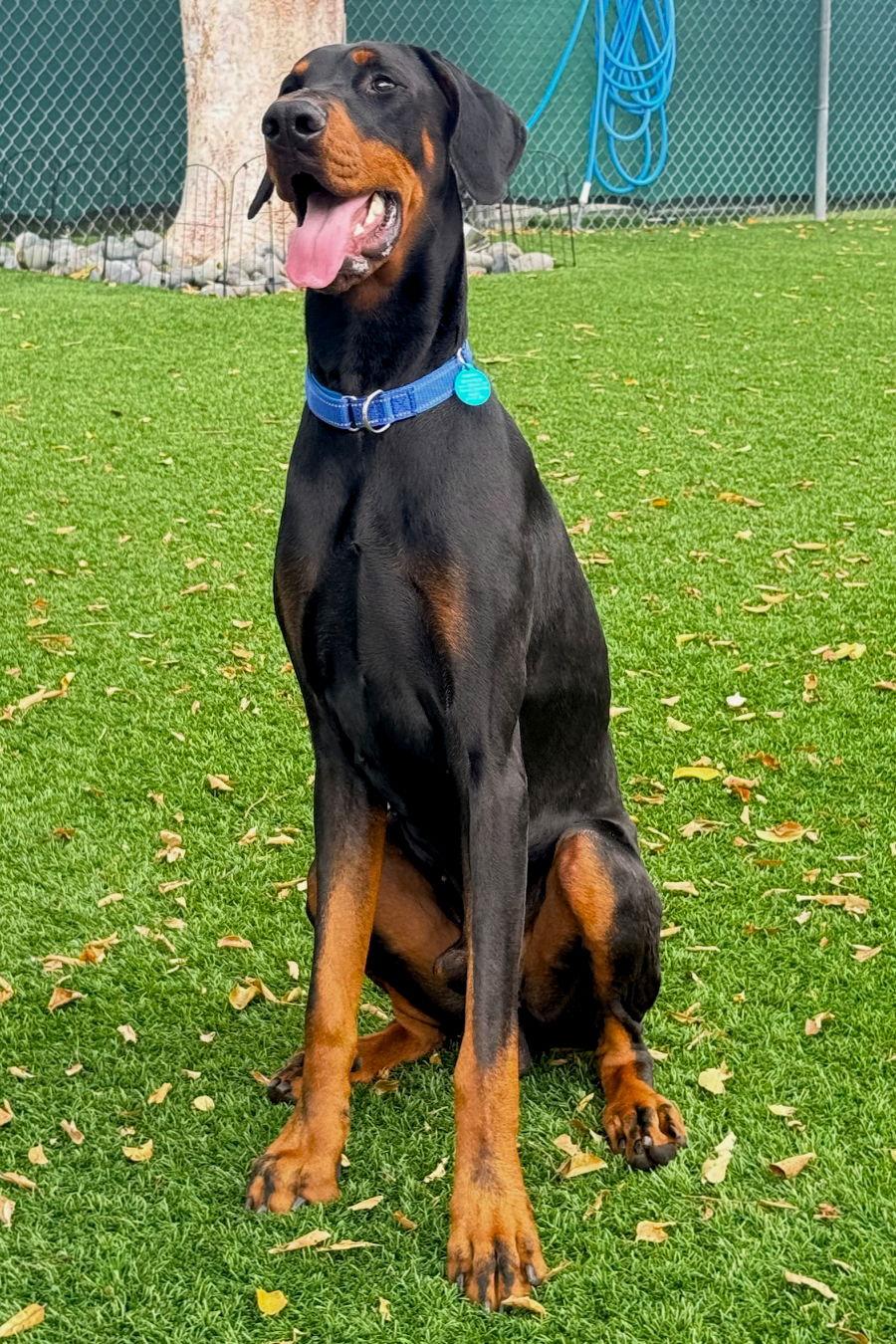 Scooby 3513, Adoptable, Young Male Doberman Pinscher.
