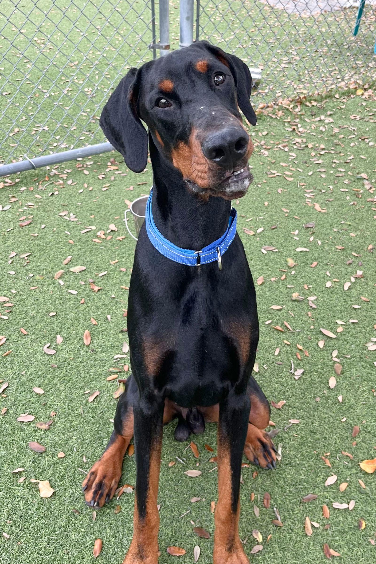 Scooby 3513, Adoptable, Young Male Doberman Pinscher.