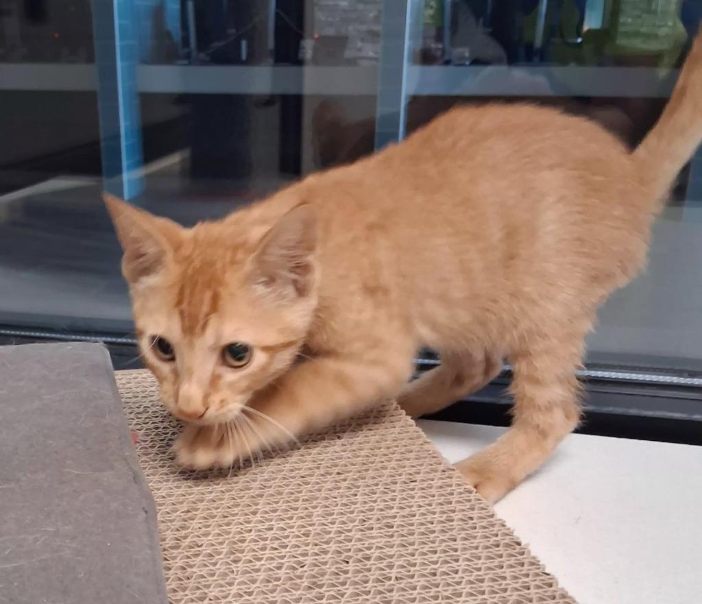 Dorito, Adoptable, Kitten Male Domestic Short Hair.