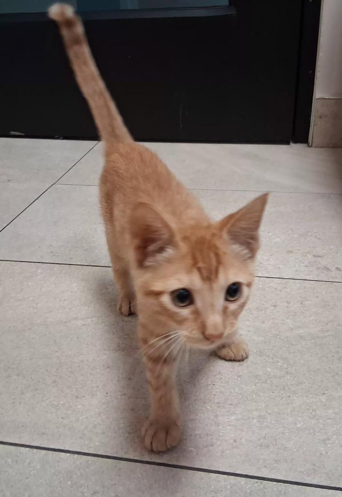 Enlarge Dorito, a Adoptable mixed breed in Rowlett, TX image 2/2