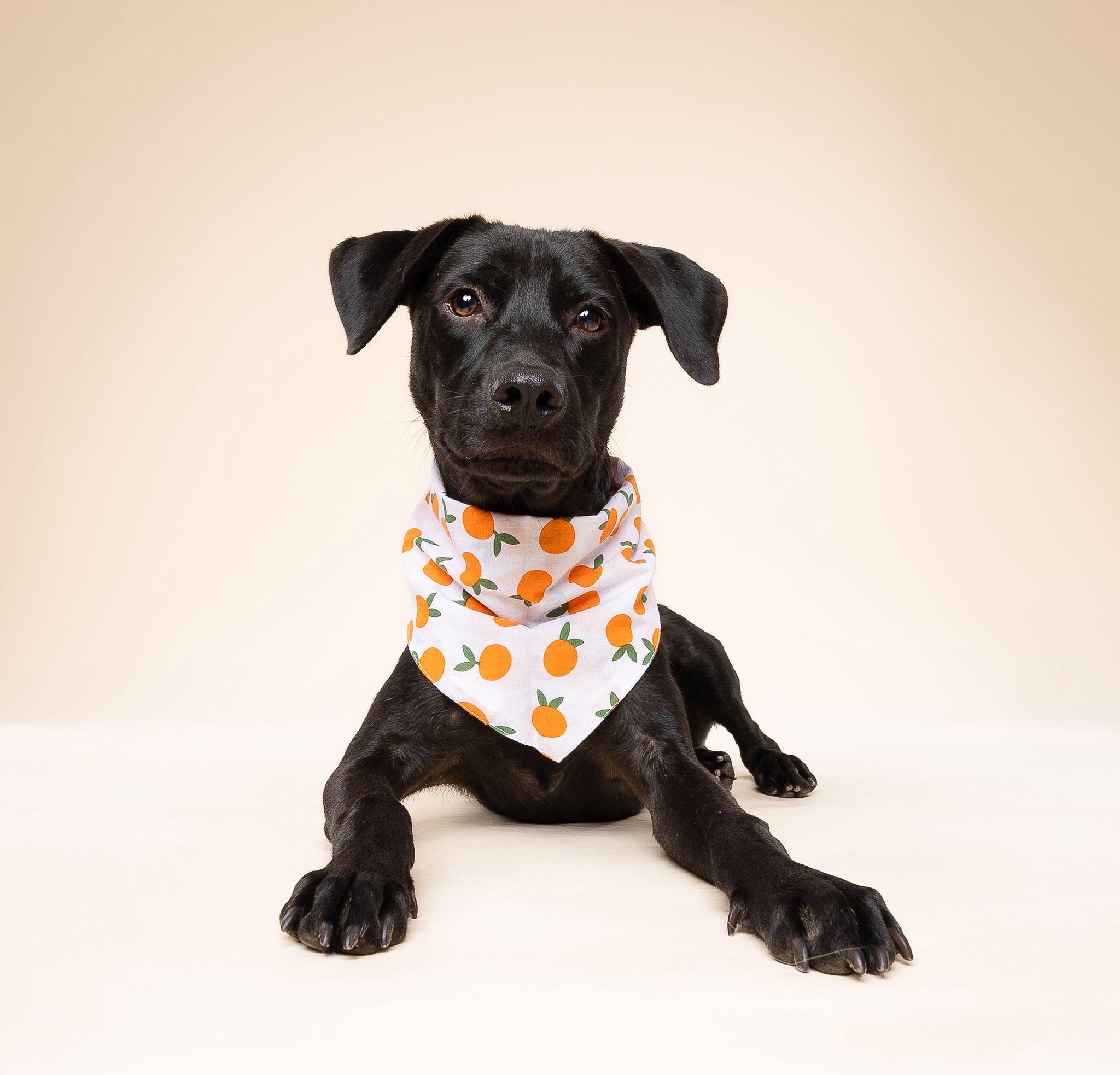 Meet Hestia This beautiful Black Labrador Retriever  Rottweiler mixed pup was recently rescued and