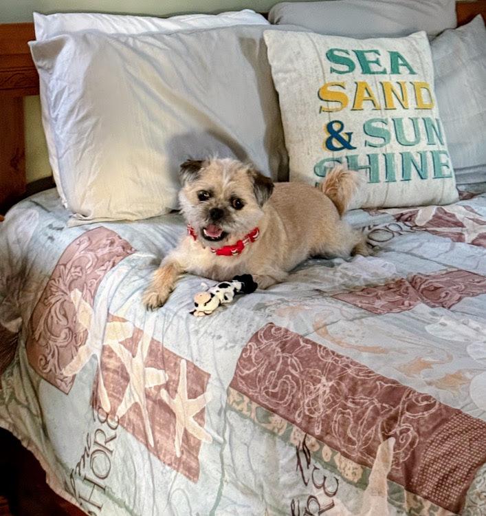 Enlarge Libby  *ADOPTED, an adopted mixed breed in Barnegat, NJ image 2/3