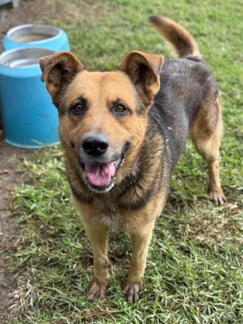 LOBO, Adoptable, Adult Male German Shepherd Dog.