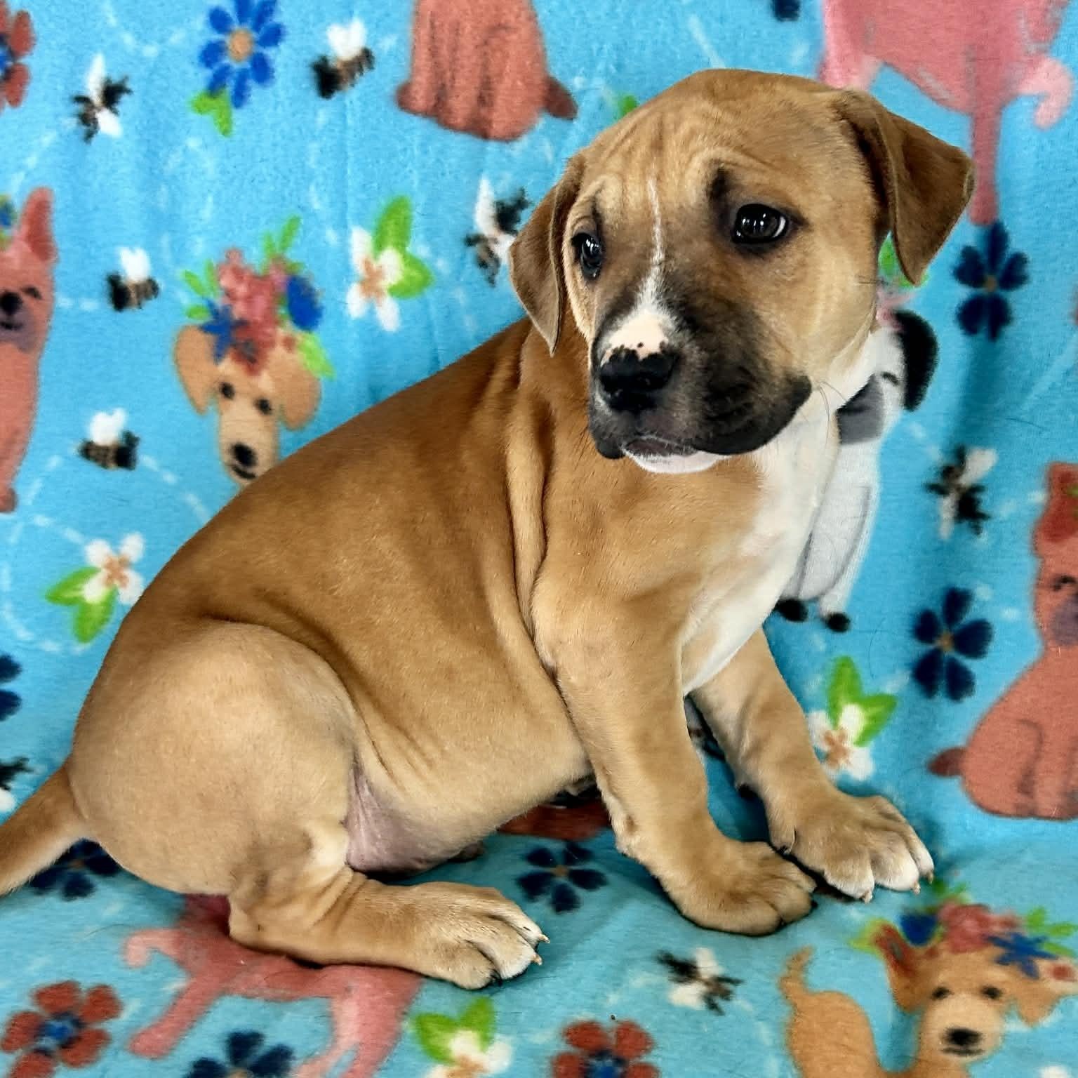 Enlarge Roman, a ADOPTABLE mixed breed in Granby, CT image 2/6