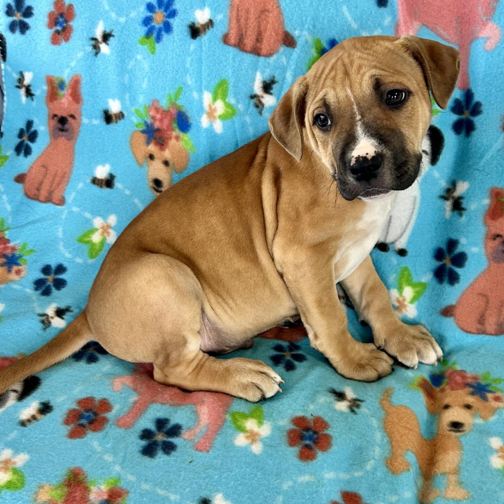 Enlarge Roman, a ADOPTABLE mixed breed in Granby, CT image 4/6