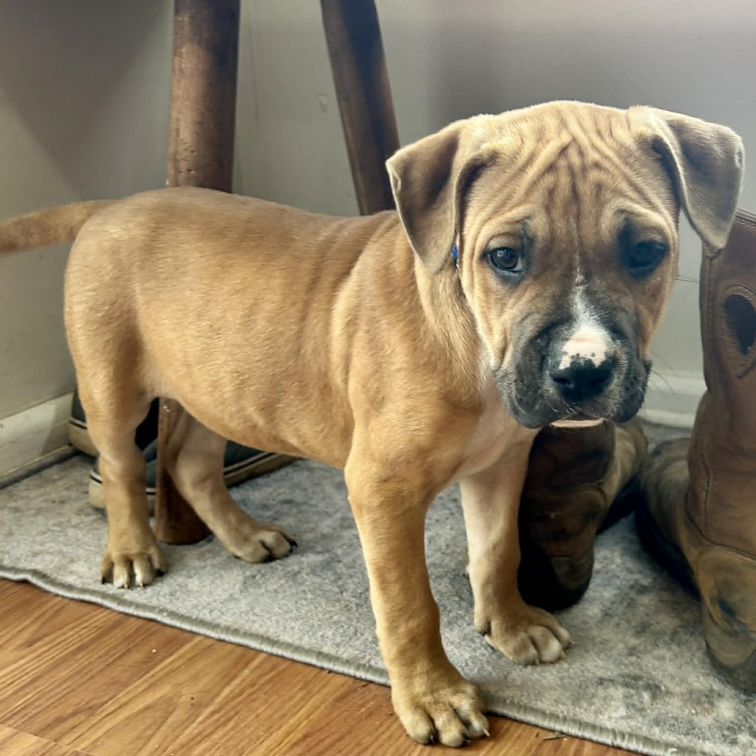 Enlarge Roman, a ADOPTABLE mixed breed in Granby, CT image 3/6