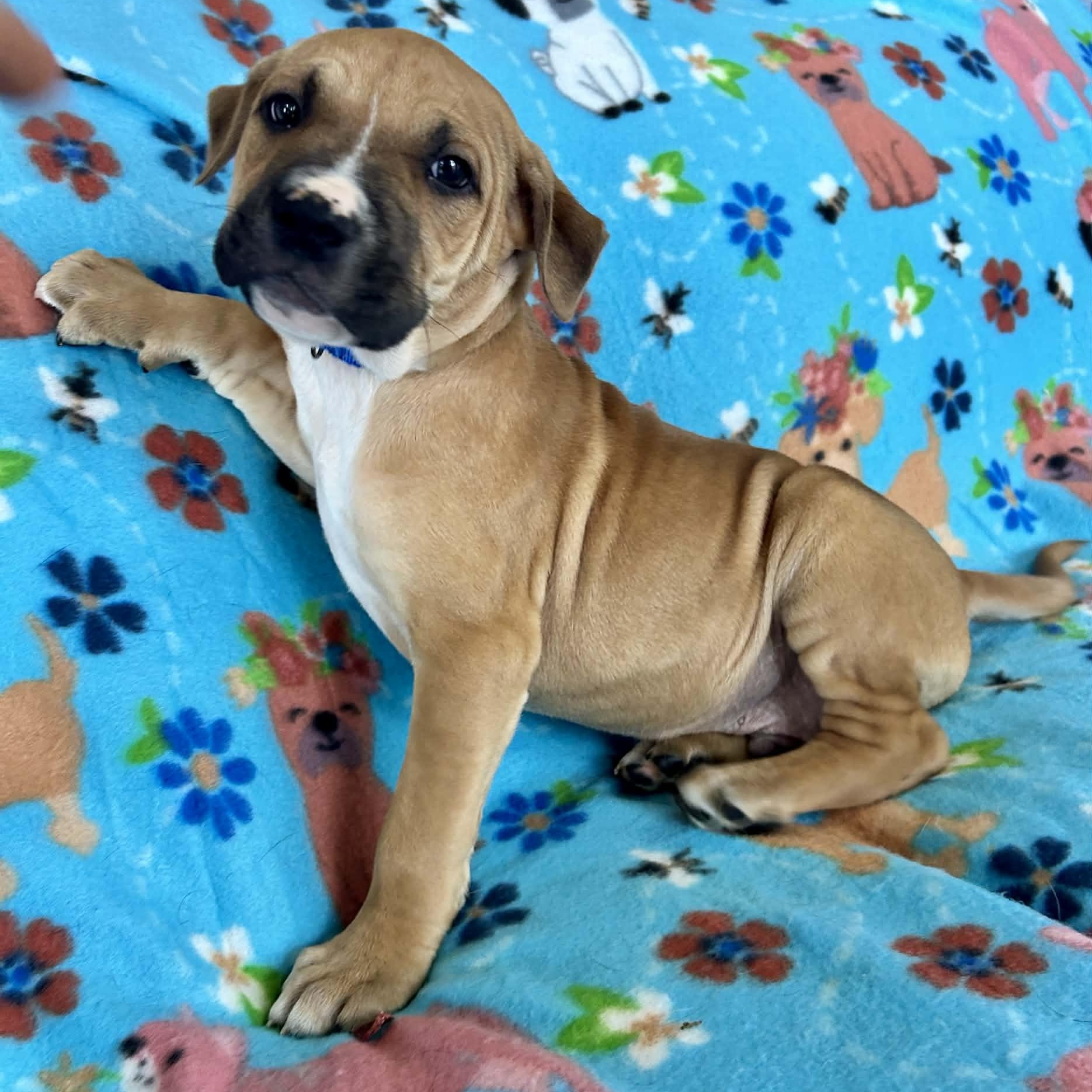 Enlarge Roman, a ADOPTABLE mixed breed in Granby, CT image 5/6