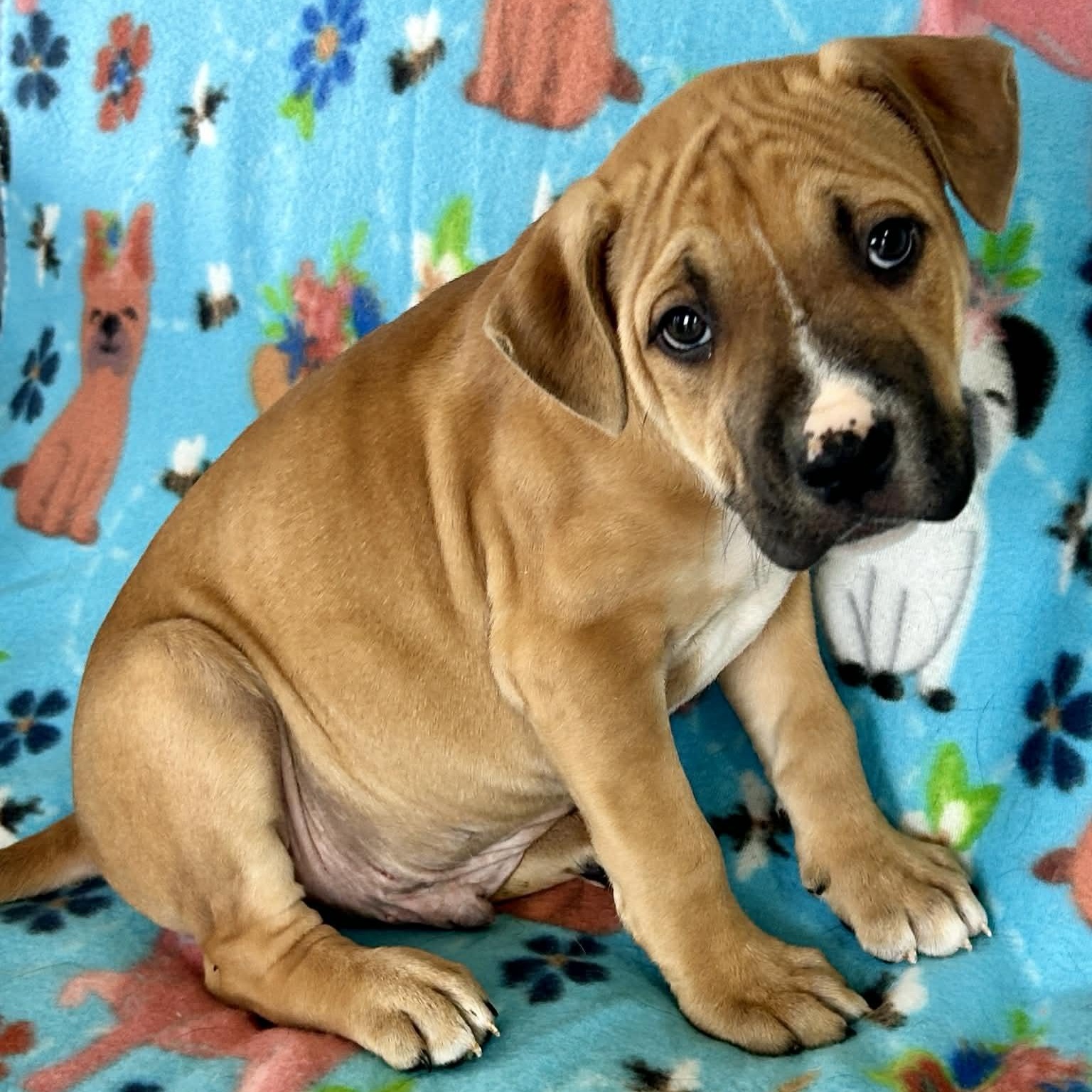 Enlarge Roman, a ADOPTABLE mixed breed in Granby, CT image 1/6