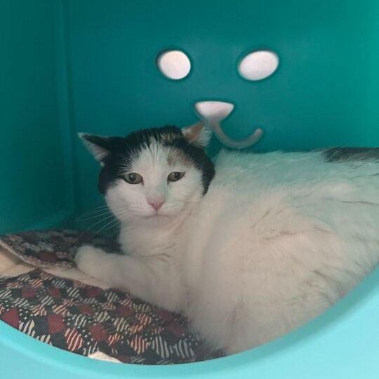 Melanie, a Adoptable Domestic Short Hair in Driggs, ID image 2/2