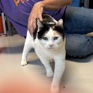 Enlarge Melanie, a Adoptable Domestic Short Hair in Driggs, ID image 3/5