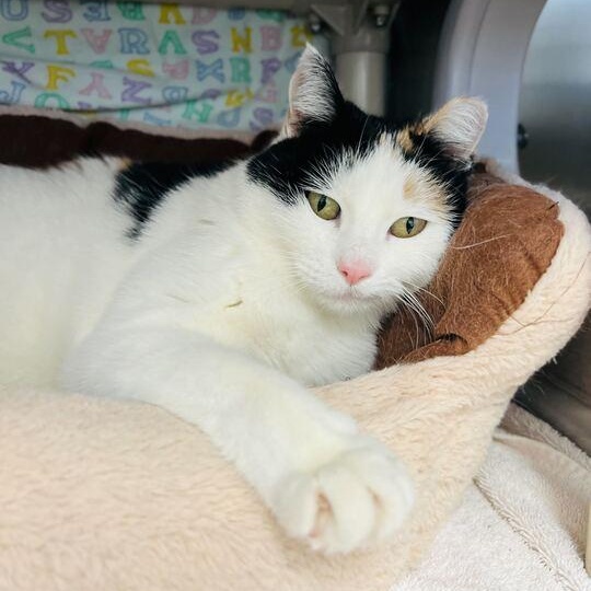 Enlarge Melanie, a Adoptable Domestic Short Hair in Driggs, ID image 4/5
