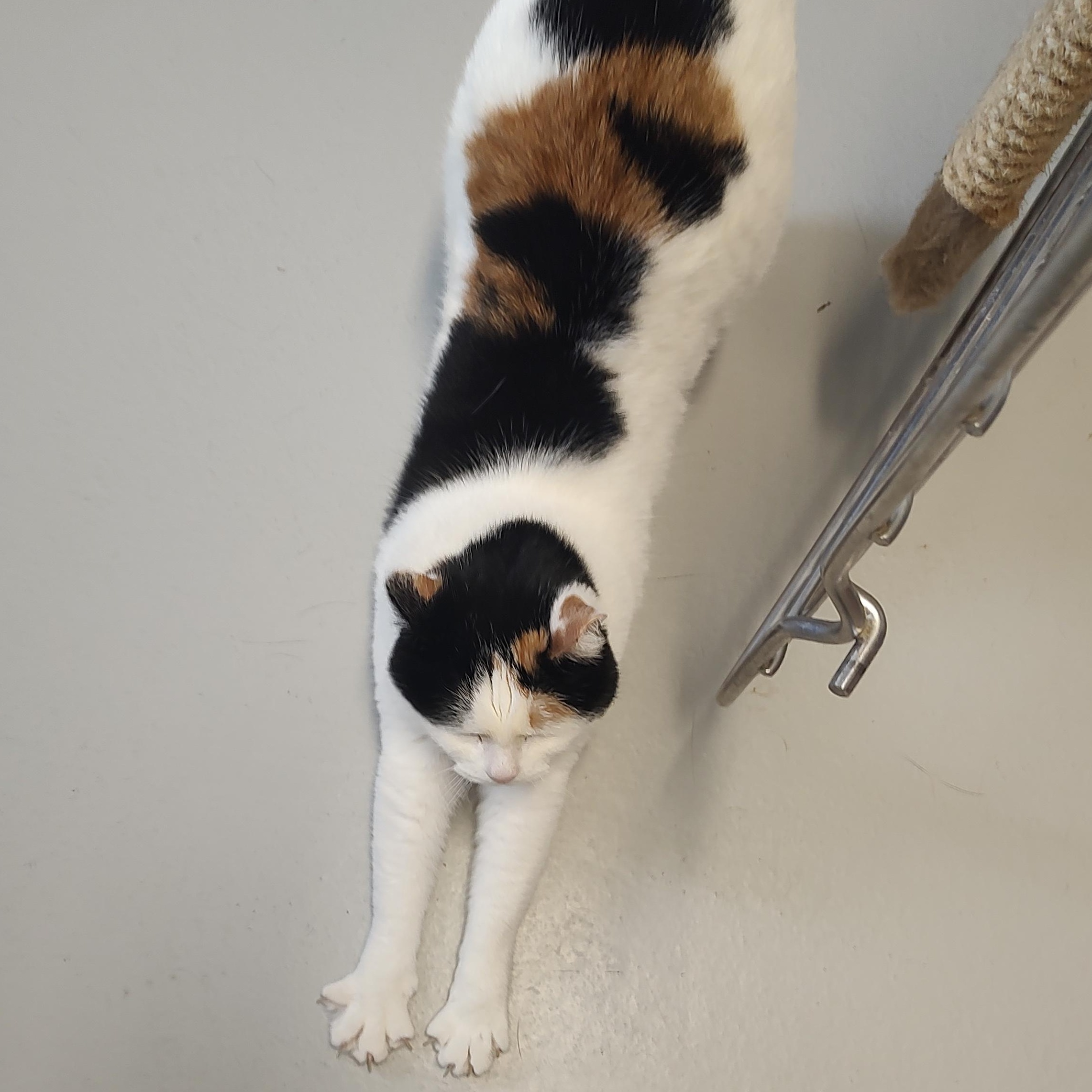 Enlarge Melanie, a Adoptable Domestic Short Hair in Driggs, ID image 2/5